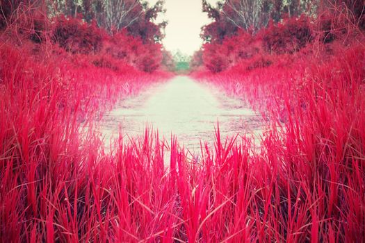 Red and pink meadow.Streets filled with grass.