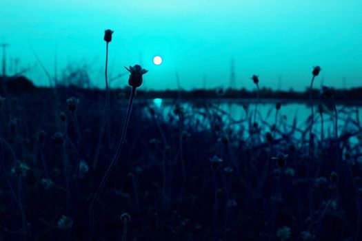 Field of flowers with night at the river