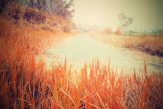 orange meadow.Streets filled with grass.
