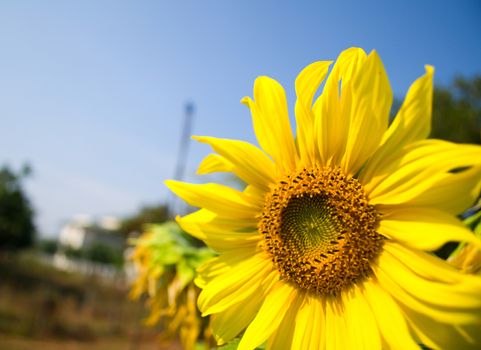 Sunflower is blossoming in the gardens .