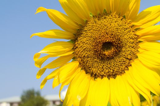 Sunflower is blossoming in the gardens .