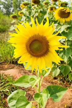 Sunflower is blossoming in the gardens .