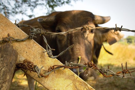 Buffalo is imprisonment in the farm