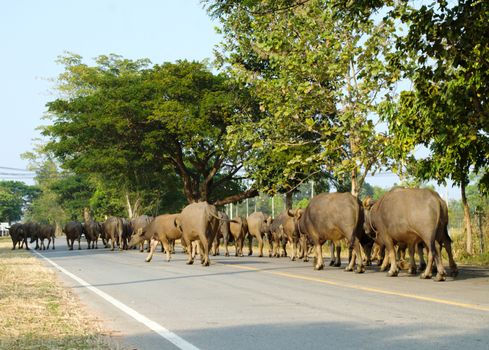 many Buffalo walking on the street