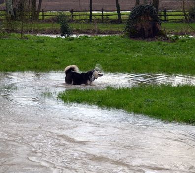 A young Husky dog plays in a flooded field.