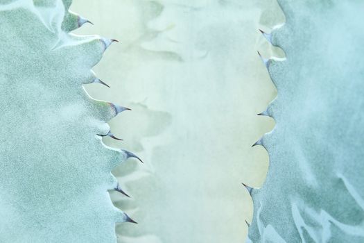 Sharp pointed agave plant leaves