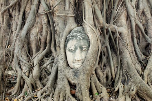 Buddha Head Statue in Banyan Tree, Ayutthaya, Thailand