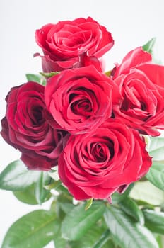 Bunch of five red roses on the light background