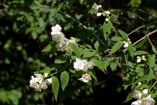 White flowers and green leaves on the bush in sunny day
