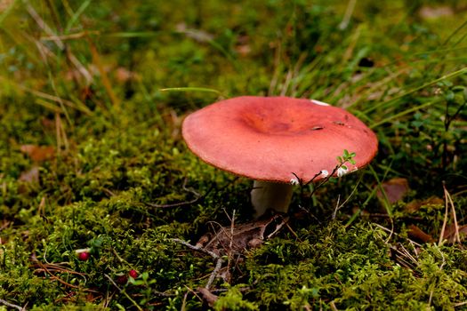 Pink mushroom in a forest
