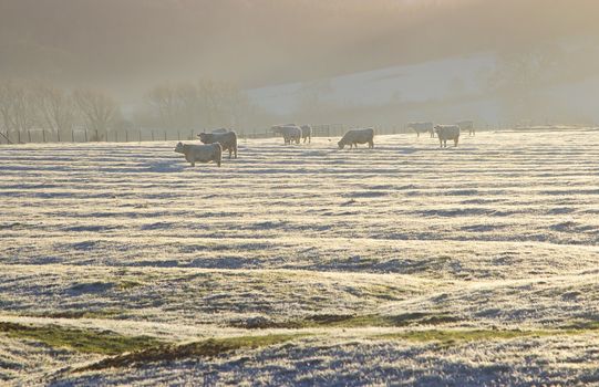 Cattle on a frosty morning in the Cotswolds, Weston Subedge near Chipping Campden, Gloucestershire, England.