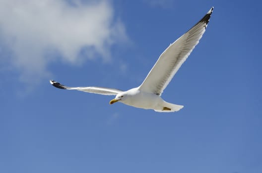 seagull flying