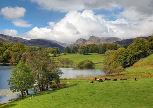 Beautiful Loughrigg Tarn with grazing cows and geese by the waters edge, Cumbria, England.