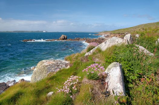 Thrift and other wild flowers growing on St Mary���s, Isles of Scilly, Cornwall, England.
