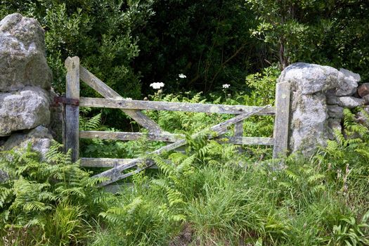 Lichen covered farm gate surrounded by bracken, St Agnes, Isles of Scilly, Cornwall, England.