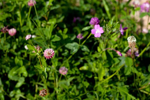 Pink and purple wildflower in green field in sunny day
