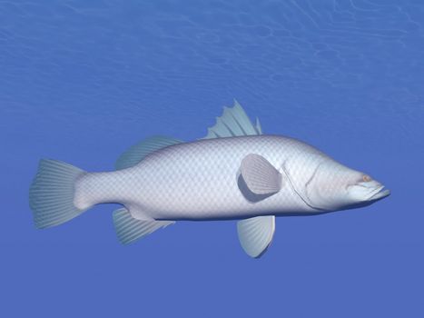 One barramundi or asian seabass fish (lates calcarifer) swimming in deep underwater
