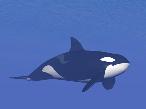 Quiet killer or orca whale (orcinus orca) swimming alone into deep underwater