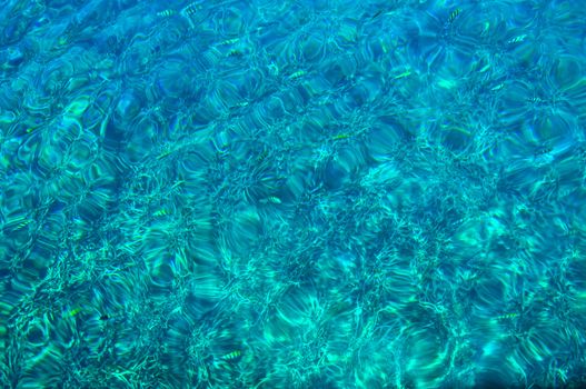 Fish in water in Koh Tao, Thailand, Asia.