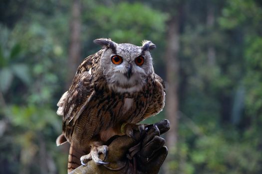 The Eagle Owl