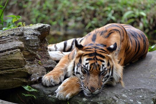 Sleeping Tiger