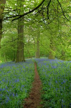 Beech wood in springtime with path through a carpet of bluebells, Gloucestershire, England.