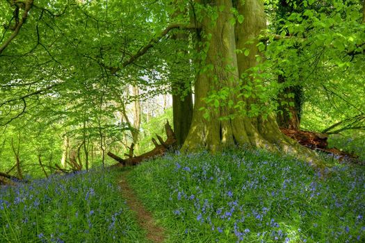 Mighty beech tree in springtime with path through a carpet of bluebells, Gloucestershire, England.