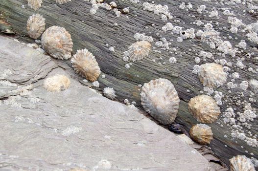 Limpets and barnacles, Devon, England.
