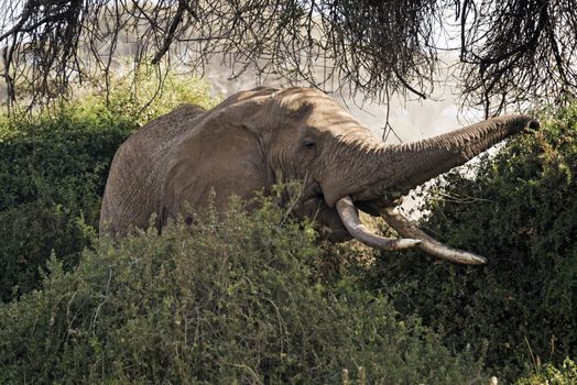 African elephant, male, feeding in lbushes, Amboseli, Kenya