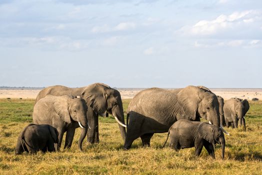 African elephants with calves  grazing in Amboseli Park, Kenya