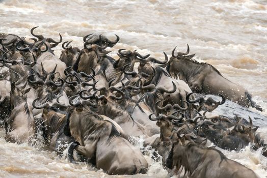 herd of white bearded wildebeest (Connochaetes tuarinus mearnsi) crossing Mara River during annual migration from  Serengeti National Park in Tanzania to greener pastures of  Maasai Mara National Reserve, Kenya 