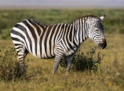 Plain zebra grazing  in savanna of Amboseli national park, Kenya
