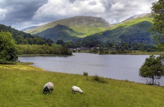 Sheep grazing on the shores of Grasmere, the Lake District, Cumbria, England.