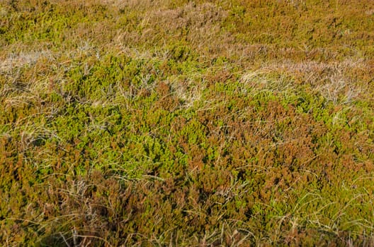 Coastal landscape with typical empetrum or crowberry plants