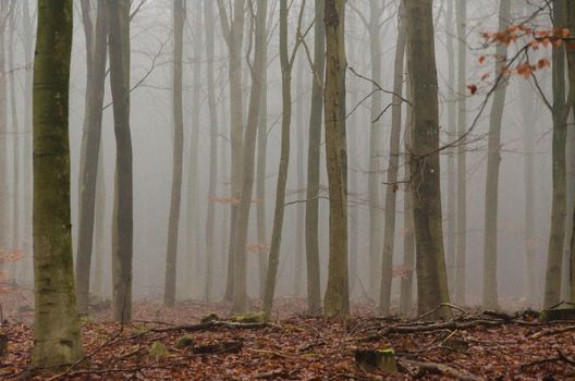 fog in a beech forest in winter without snow and leaves