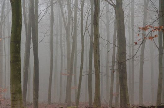 fog in a beech forest in winter without snow and leaves