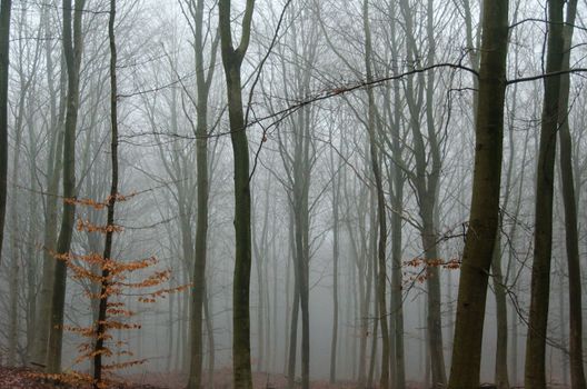 fog in a beech forest in winter without snow and leaves