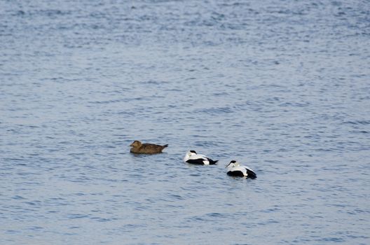 Two males and a female of common eider birds on the water, Somateria mollissima