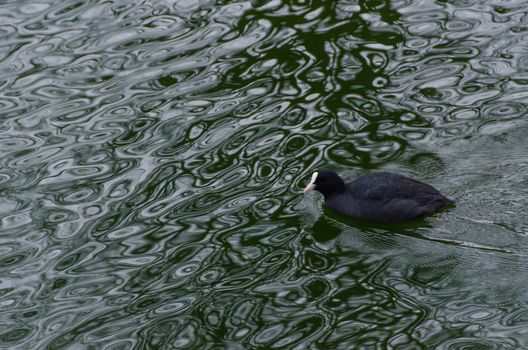 Eurasian coot, Fulica atra swimming on water in winter
