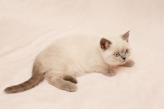 White kitten on pink background
