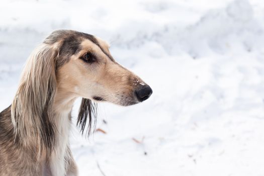 A portrait of grey saluki on white
