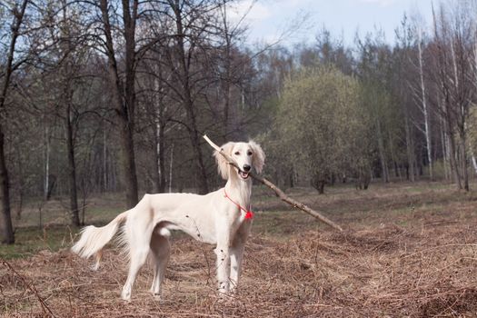 White saluki holding a stick in its mouth
