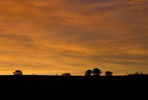 A fiery red sky against the silhouette of the landscape with migrating birds, Worcestershire, England.