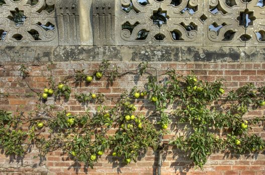 Espalier apple tree against an old brick wall, Warwickshire, England.