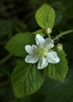Close-up view of blackberry flower, Worcestershire, England.