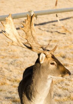 A young male Deer Buck stays close to engage with photographer