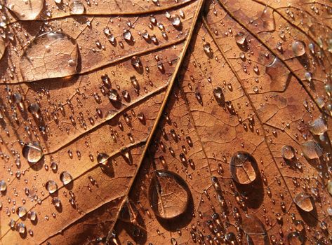 Close-up view of maple leaf with morning dew drops.