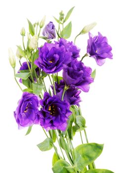 Advantage purple flower eustoma (lisianthus), Gentianaceae, isolated on white