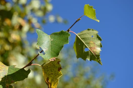 disease tree







wood disease







wood desease







blue sky
birch
leaf
birchleaf
decease








wood







birch leaf