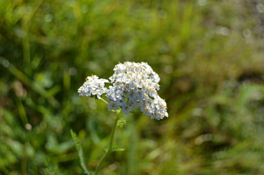 Achillea millefolium